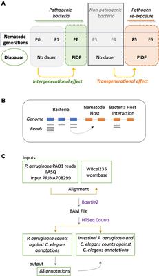 Interspecies RNA Interactome of Pathogen and Host in a Heritable Defensive Strategy